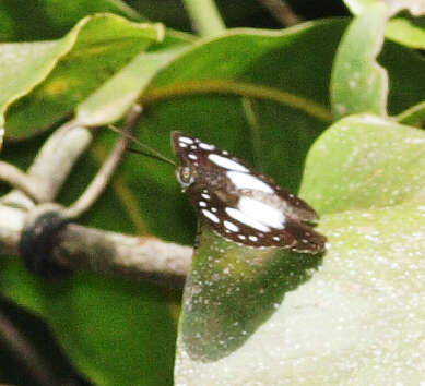 Image of Pantoporia venilia Linnaeus 1758