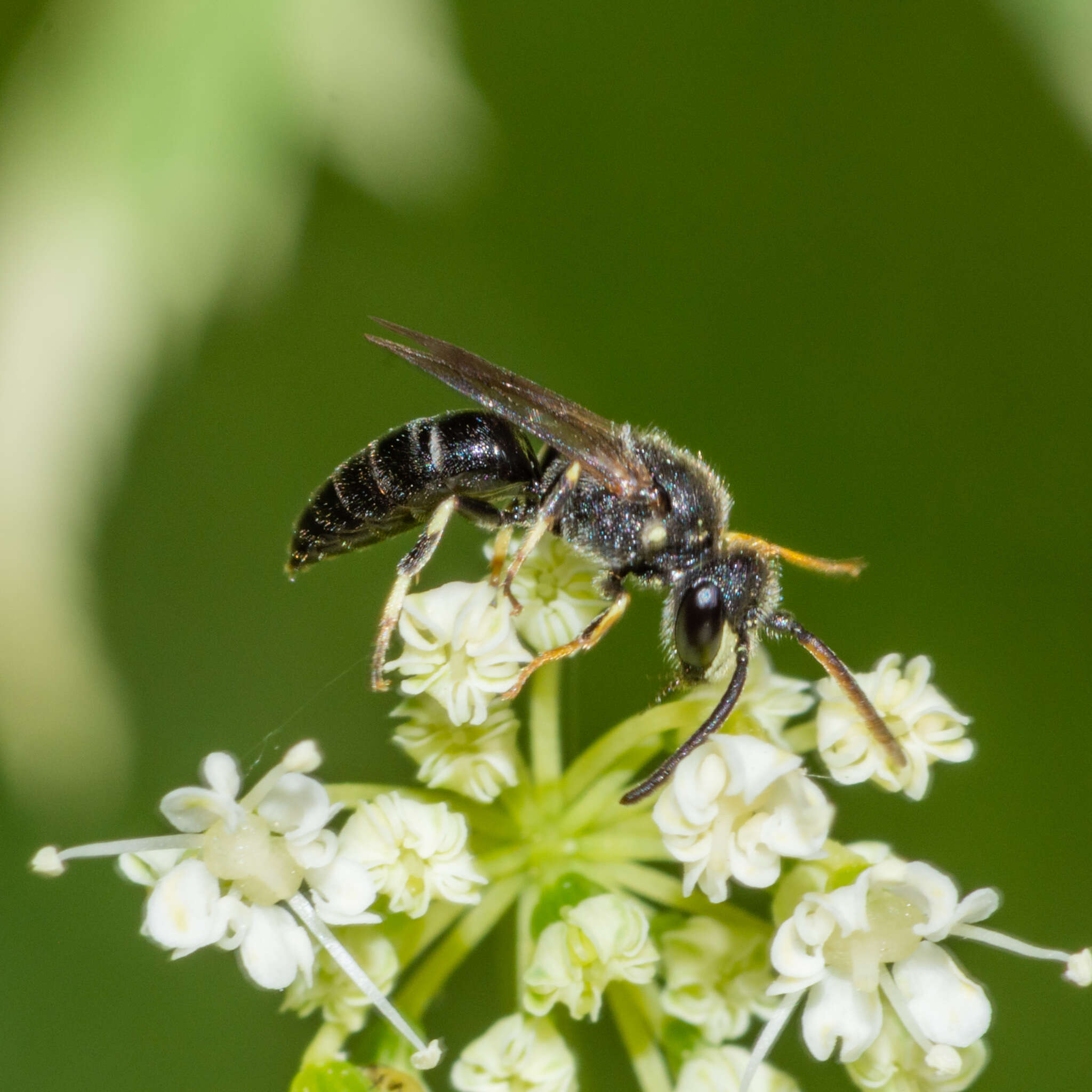 Image of Hyaline Masked Bee