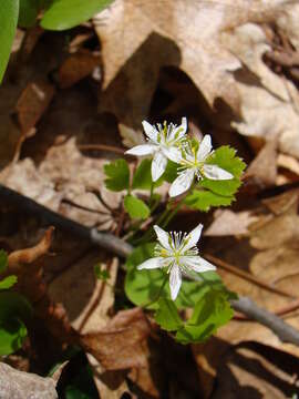 Image of threeleaf goldthread