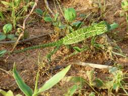 Chamaeleo africanus Laurenti 1768 resmi