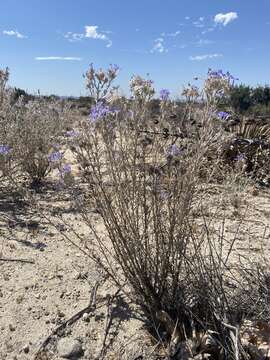 Image de Eriastrum densifolium subsp. sanctorum (Milliken) Mason