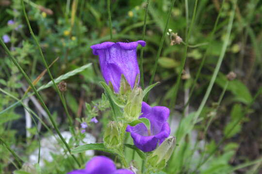 Image of Canterbury Bells