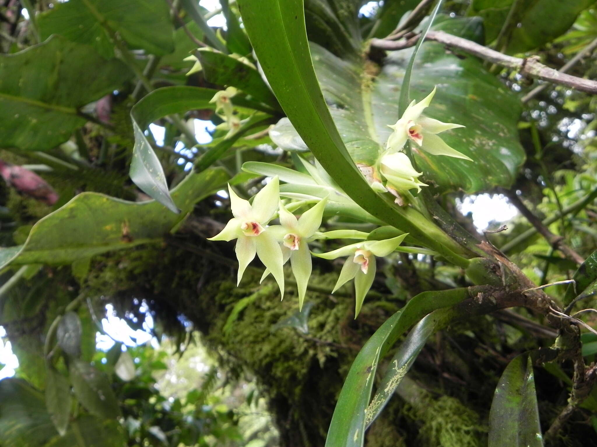 Image of Maxillaria umbratilis L. O. Williams