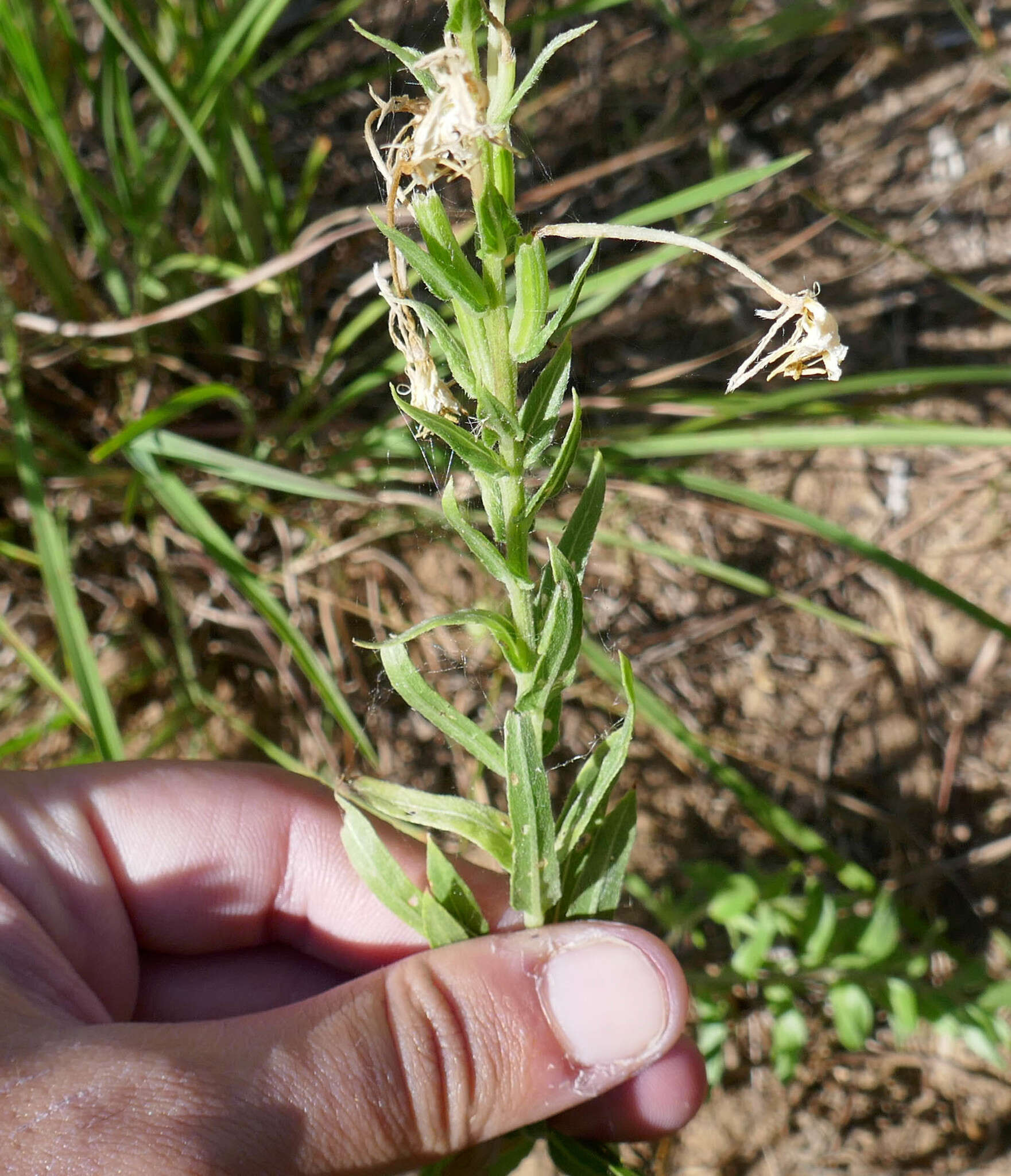 Oenothera clelandii W. Dietrich, P. H. Raven & W. L. Wagner的圖片