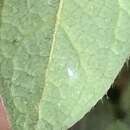 Image of Whitefly