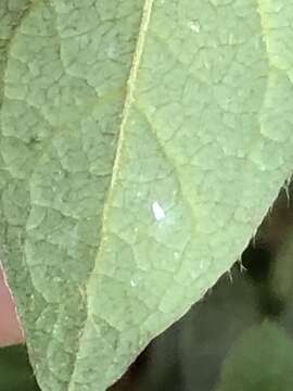 Image of Whitefly