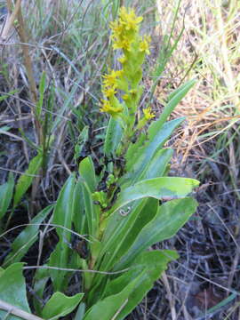 صورة Solidago azorica Hochst.