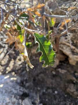 Image of Pungent Oak