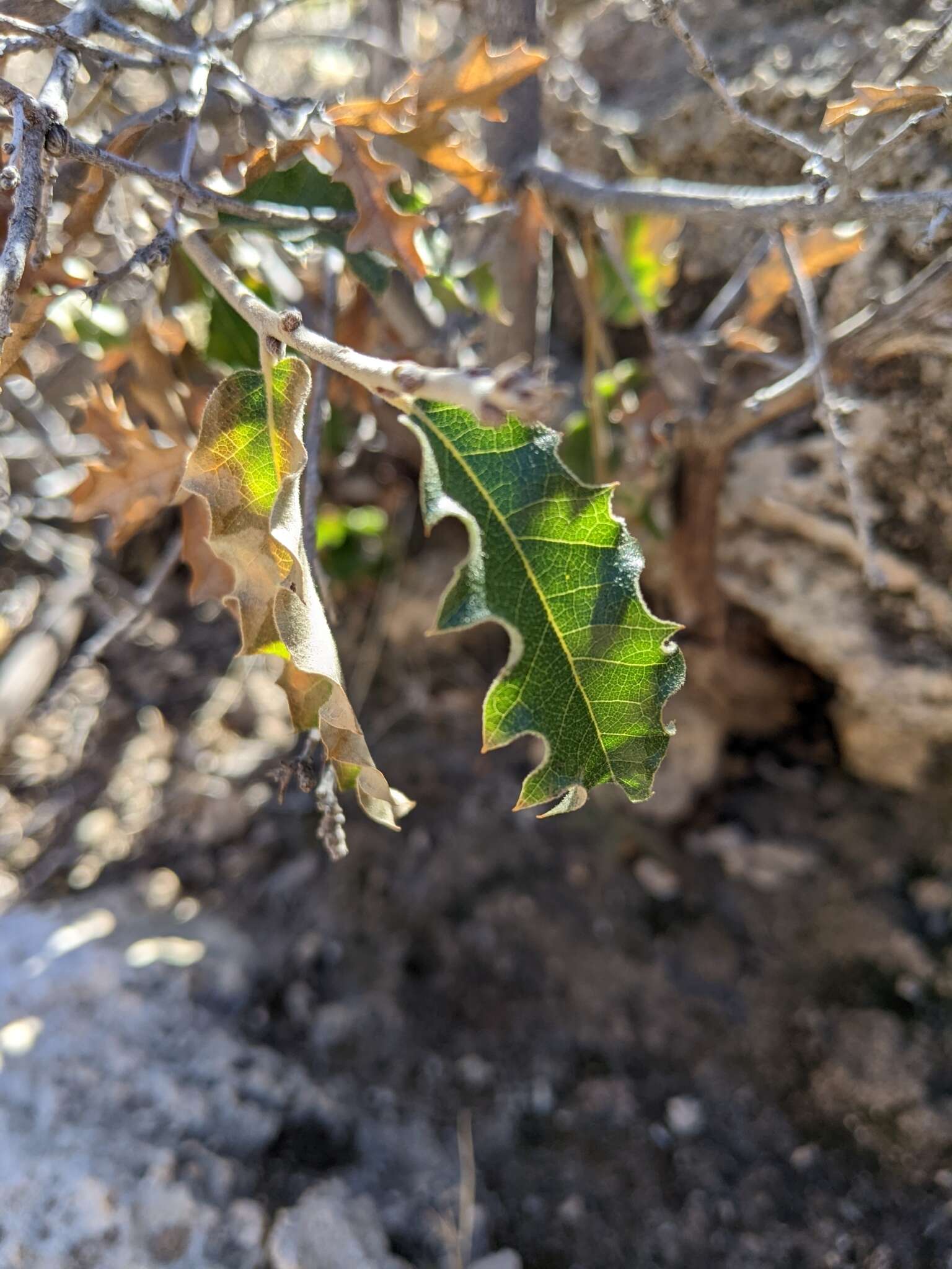 صورة Quercus pungens Liebm.