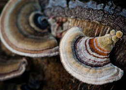 Image of Turkey Tail