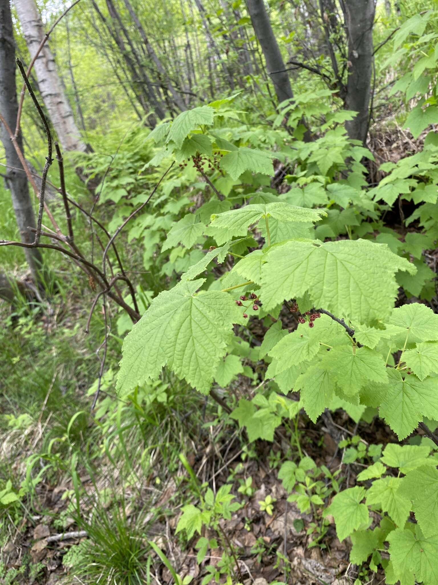 Image of Rock Red Currant