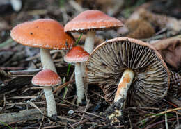 Image of Leratiomyces ceres (Cooke & Massee) Spooner & Bridge 2008