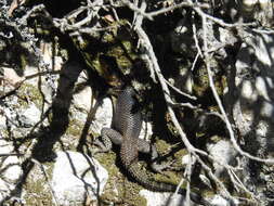 Image of Sceloporus oberon Smith & Brown 1941