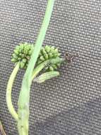 Image of Northern Burr-Reed