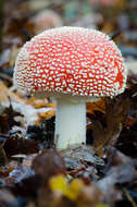 Image of Fly agaric