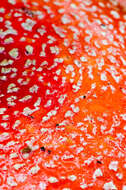 Image of Fly agaric