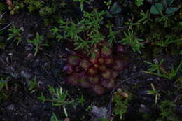 Image of Drosera lowriei N. Marchant