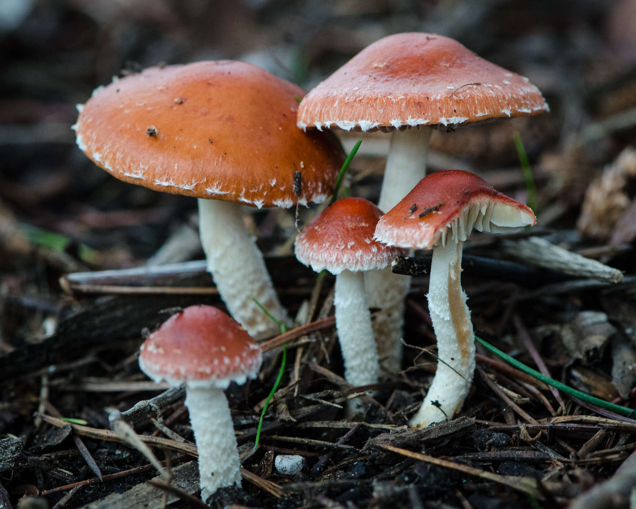 Image of Leratiomyces ceres (Cooke & Massee) Spooner & Bridge 2008