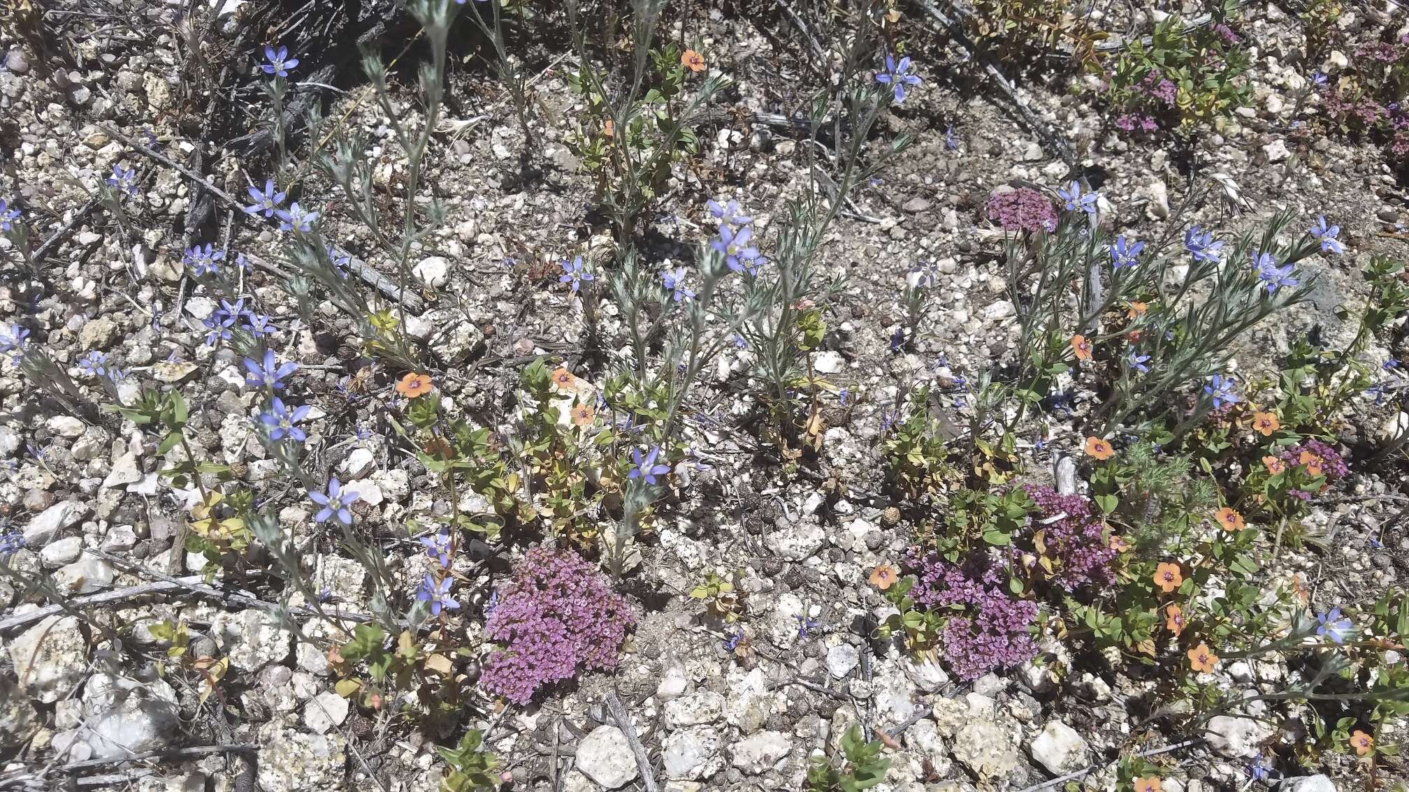 Imagem de Eriastrum virgatum (Benth.) Mason