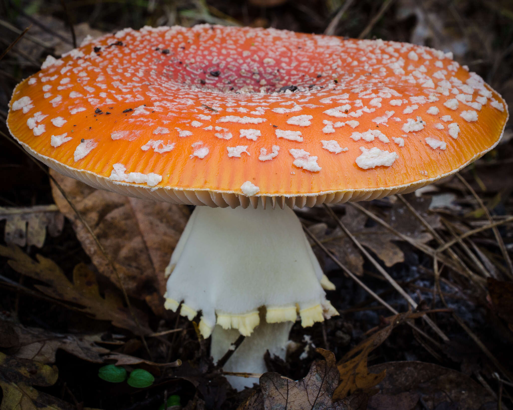 Image of Fly agaric