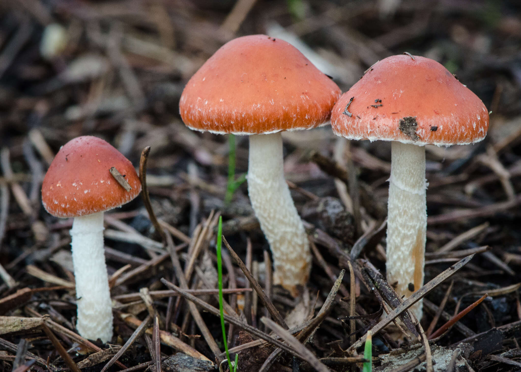 Image of Leratiomyces ceres (Cooke & Massee) Spooner & Bridge 2008