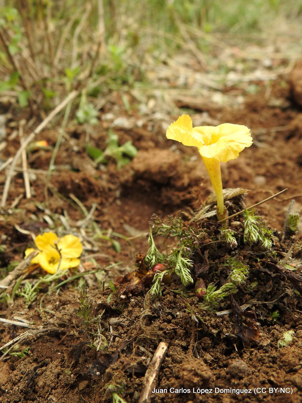 Image of Silviella prostrata (Kunth) Pennell