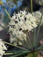 Image of Thapsia scabra (Cav.) Simonsen, Rønsted, Weitzel & Spalik