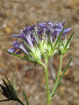 Imagem de Eriastrum densifolium subsp. densifolium