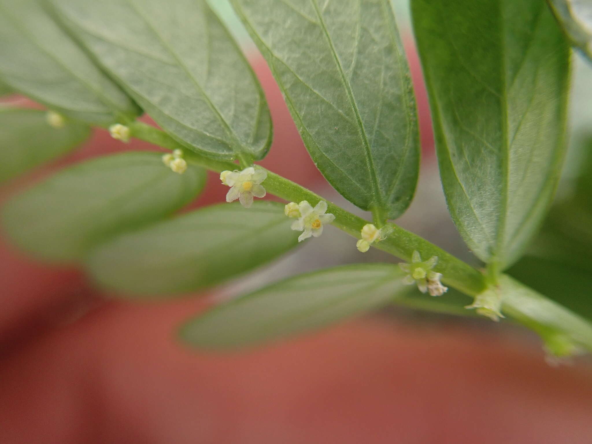 Image of Phyllanthus urinaria subsp. urinaria