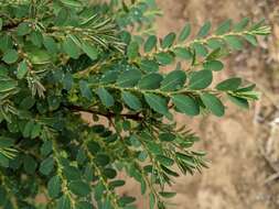 Image of Phyllanthus gunnii Hook. fil.