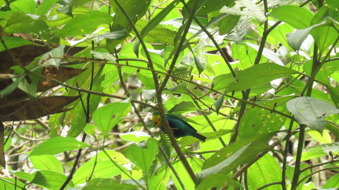 Image of Multicolored Tanager