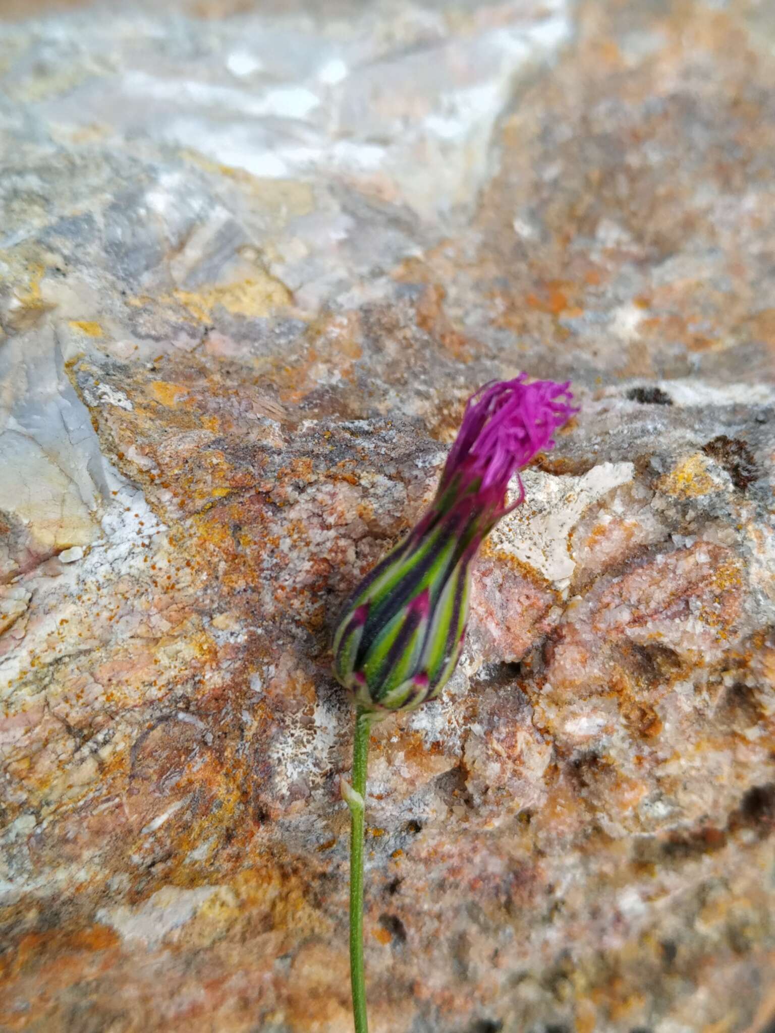 Image de Crupina crupinastrum (Moris) Vis.