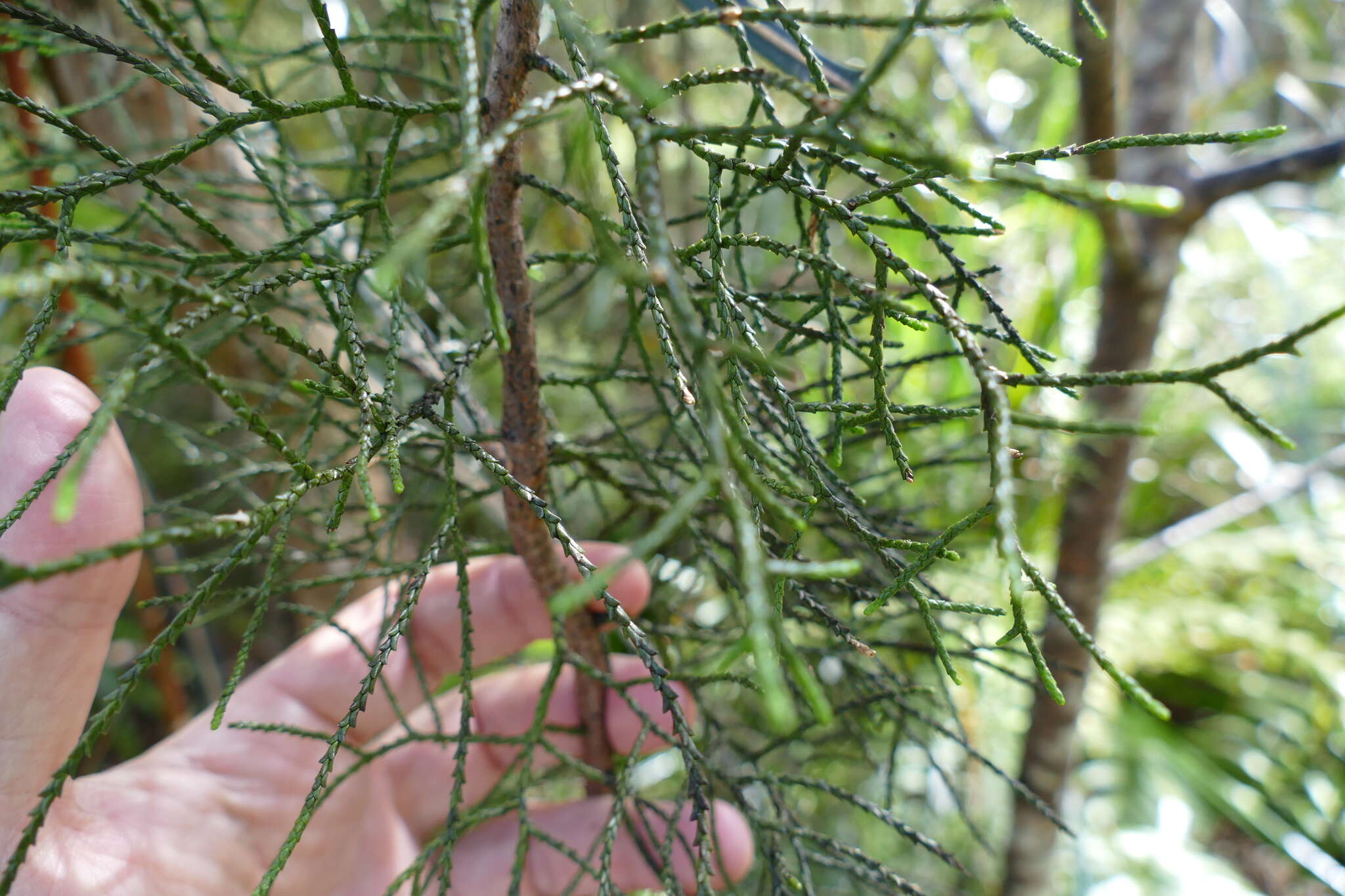 Image of Silver Pine