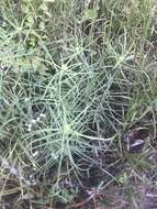 Image of swamp sunflower