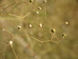 Image of Arrost's baby's-breath