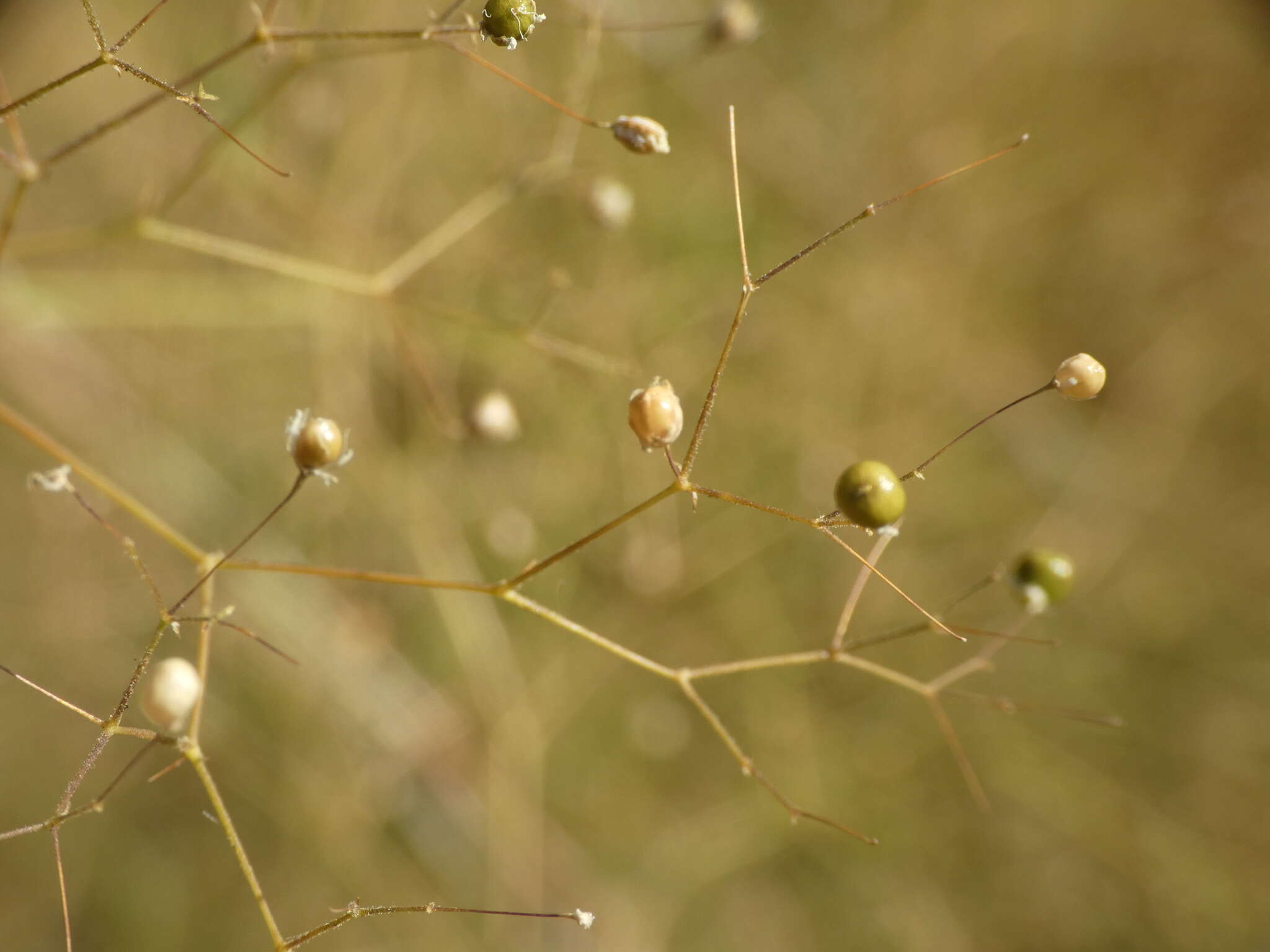 Image of Arrost's baby's-breath