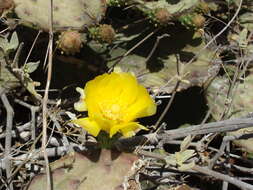 Image of Opuntia bravoana E. M. Baxter