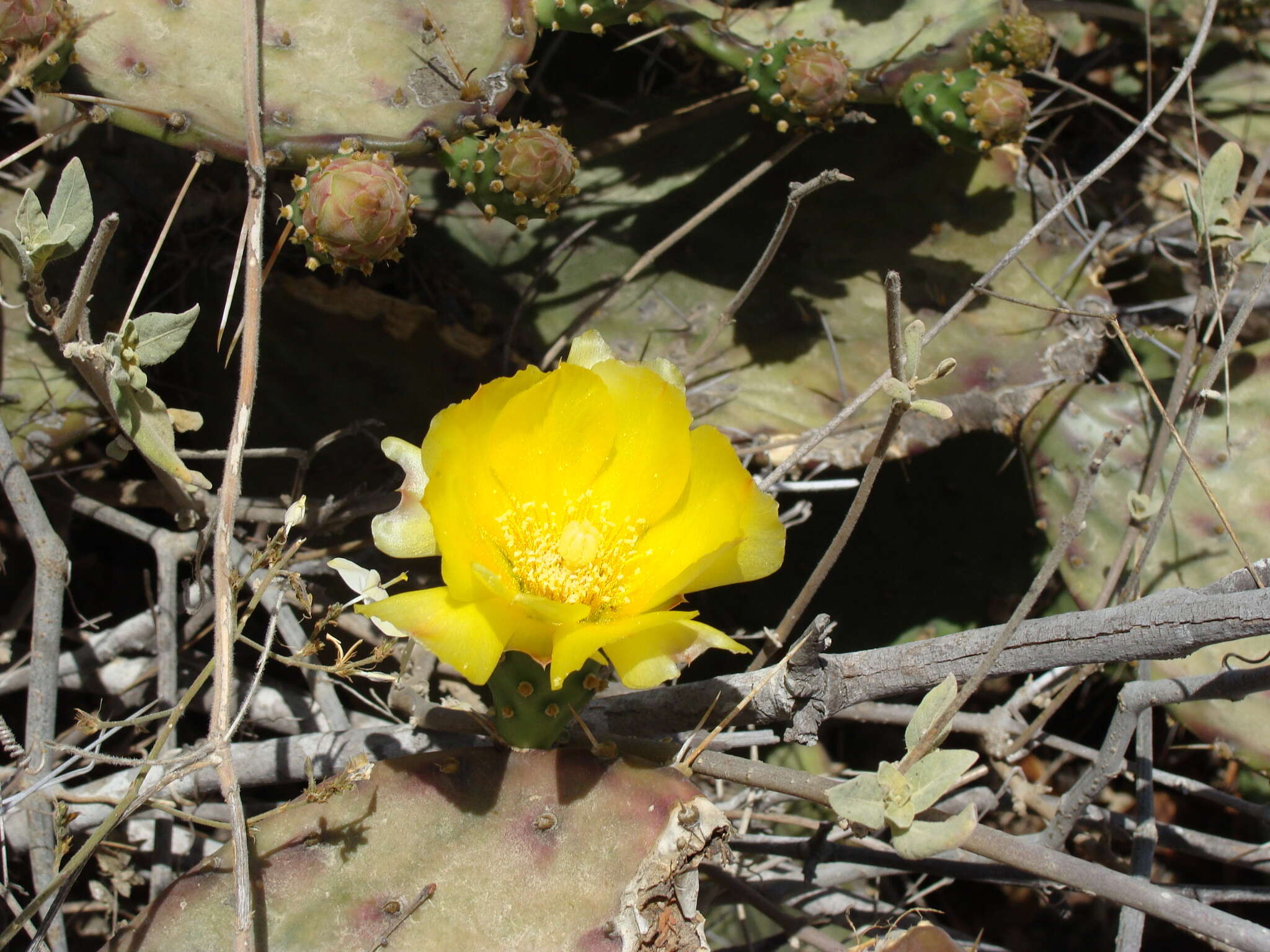 Image of Opuntia bravoana E. M. Baxter