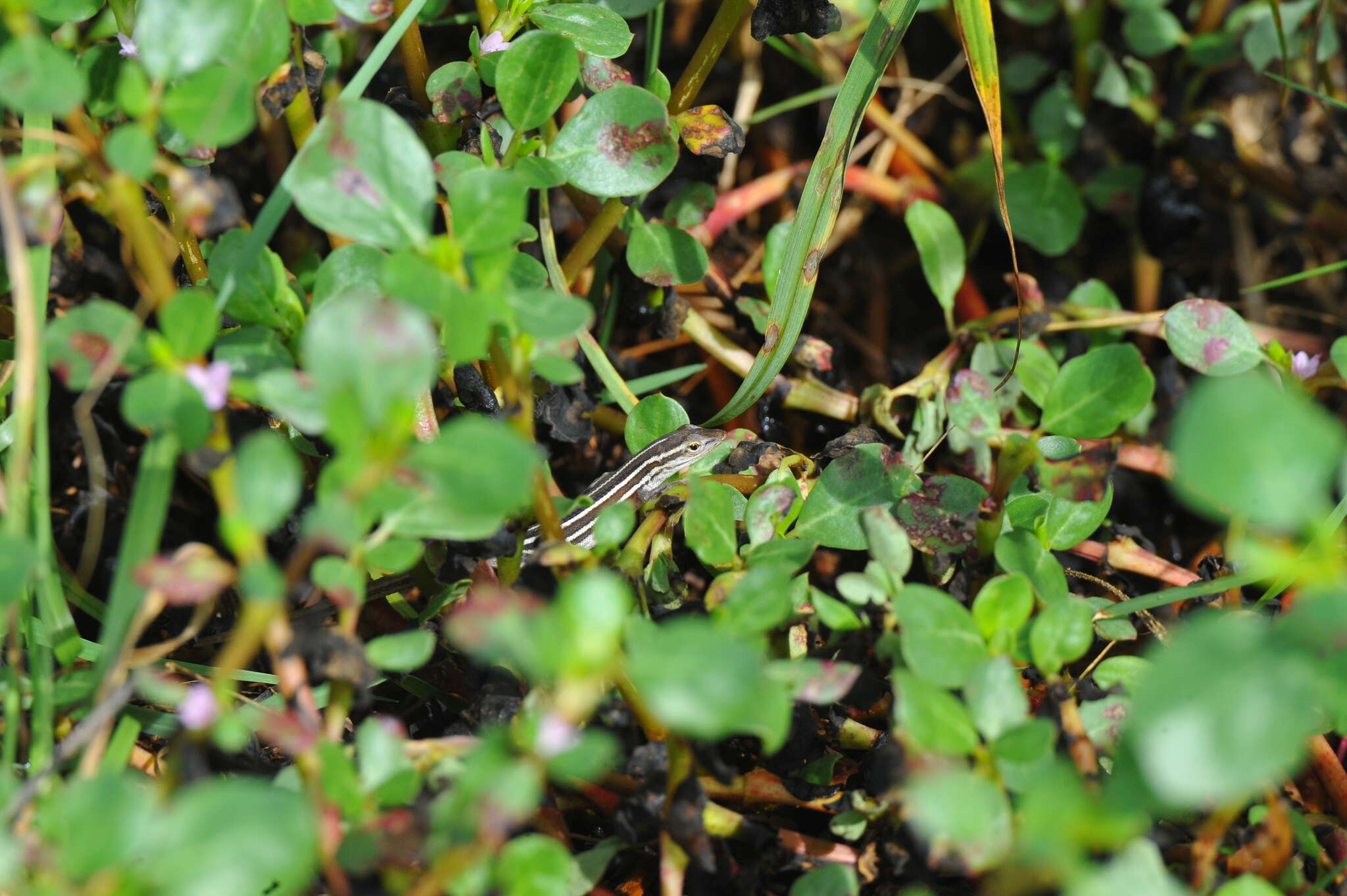 Image of Five-striped grass anole