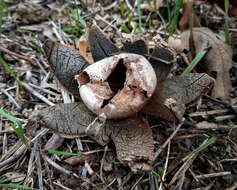 Image of False Earthstar