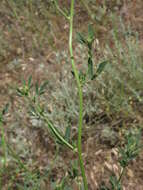 Plancia ëd Trigonella procumbens (Besser) Rchb.