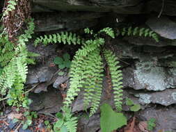 Image of Woodsia polystichoides D. C. Eat.