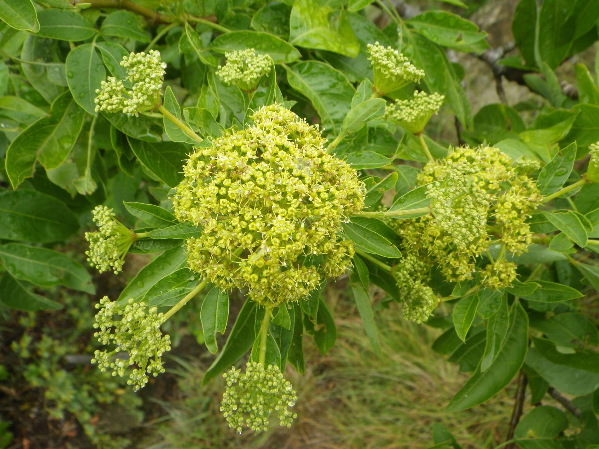 Image of Parsley tree