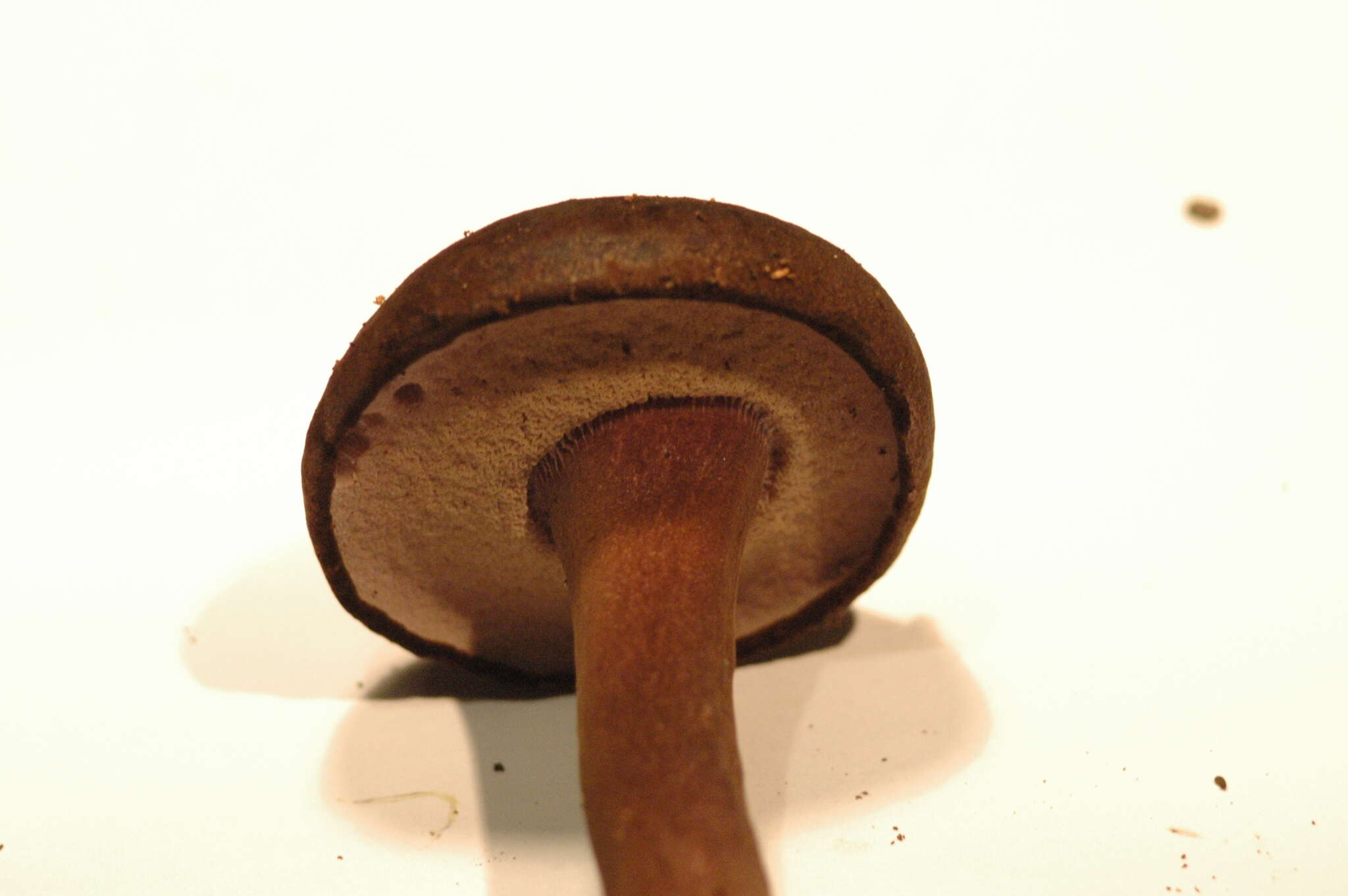 Image of Porphyrellus formosus (G. Stev.) J. A. Cooper 2014