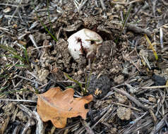 Image of False Earthstar