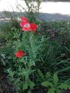 Image of corn poppy