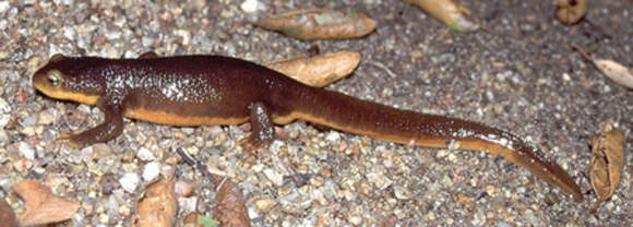 Image of Western North American newts