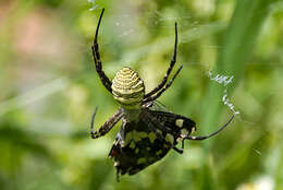 Image of Oval St Andrew's Cross Spider