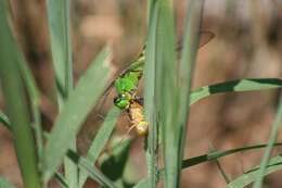 Imagem de Erythemis simplicicollis (Say 1840)