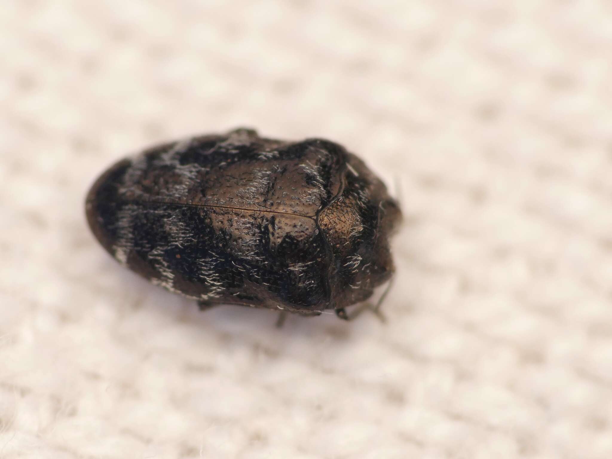 Image of Metallic wood-boring beetle